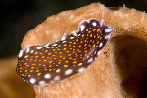  Eyelashed Flatworm，其獨特形態與生活習性令人驚嘆！