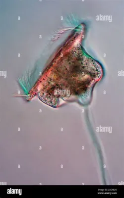   elliptical Ciliate: An Undulating Mystery Hiding Within a Microscopic World