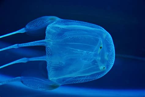  腔腸動物的奇幻世界：來自深海的Quacking Jellyfish，牠是水母界中的「活體音樂盒」嗎？