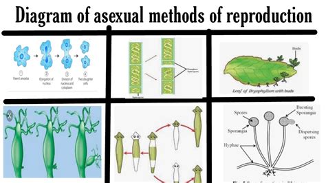  蓋倫氏扁蟲：擁有驚人再生能力且能以多種方式繁殖的奇妙生物！