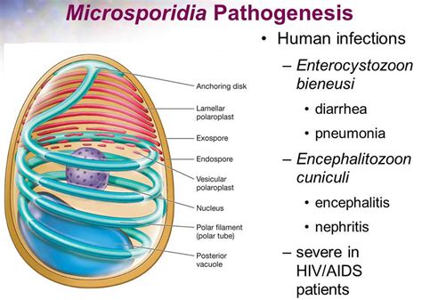   微孢子蟲：一種生活在昆蟲體內，卻像幽靈般難以捉摸的寄生生物！