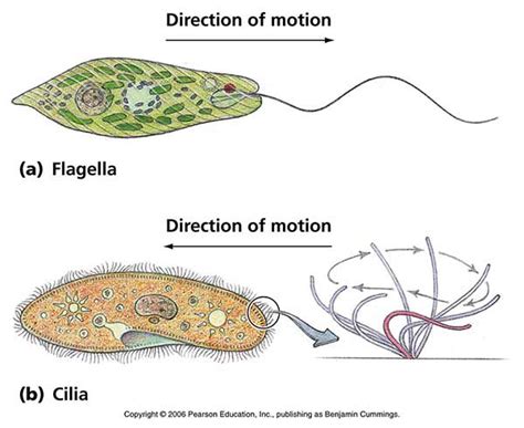  Quaternion Ciliate: A Tiny Marvel Exhibiting Both Mesmerizing Grace and Voracious Predatory Instincts!