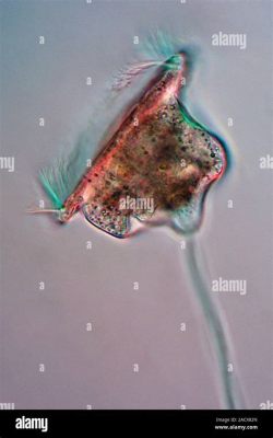   Quickly Gliding Ciliates: Quandamonoeca - A Microscopic Wonder With Undulating Power!