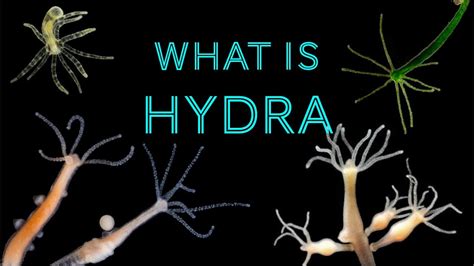   Reel-footed Hydra，A Tiny Predator With A Remarkable Regenerative Ability!