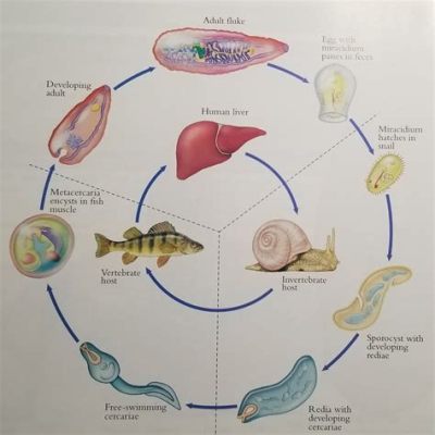  腹 fluke 這個寄生蟲的奇特生活史！